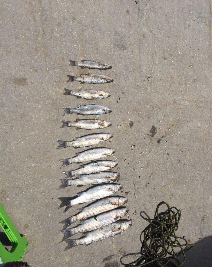 Kefal vobla baliglari satilir kefal 5 manat vobla 4 manat ozum tutmuwa