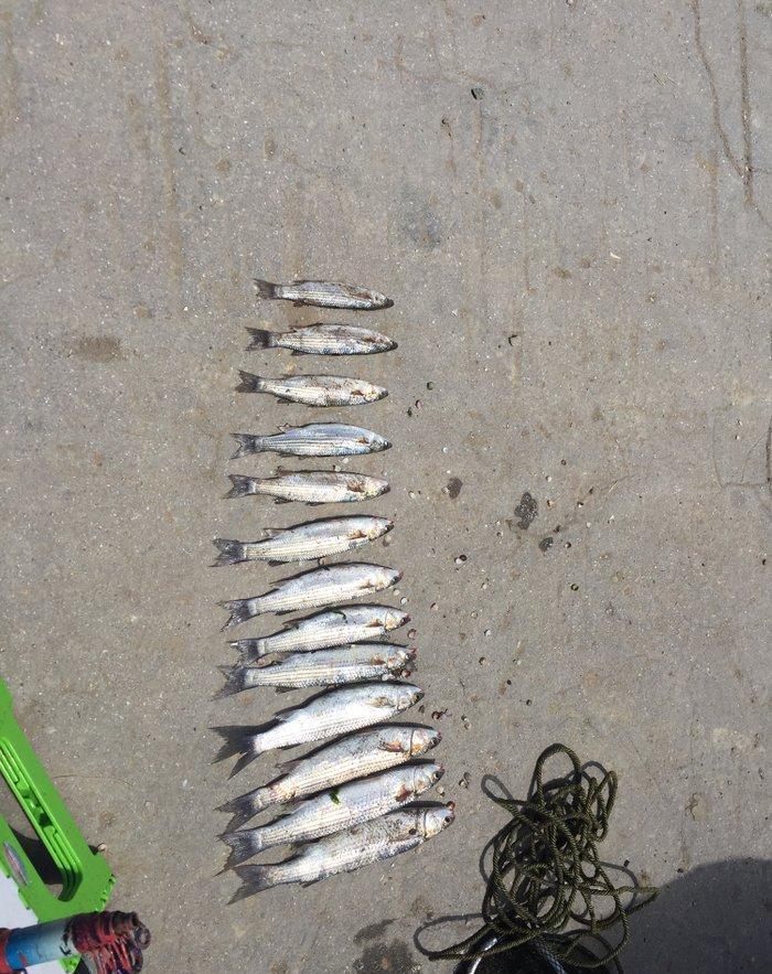 Kefal vobla baliglari satilir kefal 5 manat vobla 4 manat ozum tutmuwa