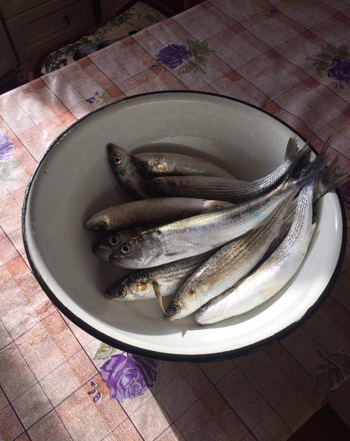 Kefal vobla baliglari satilir kefal 5 manat vobla 4 manat ozum tutmuwa