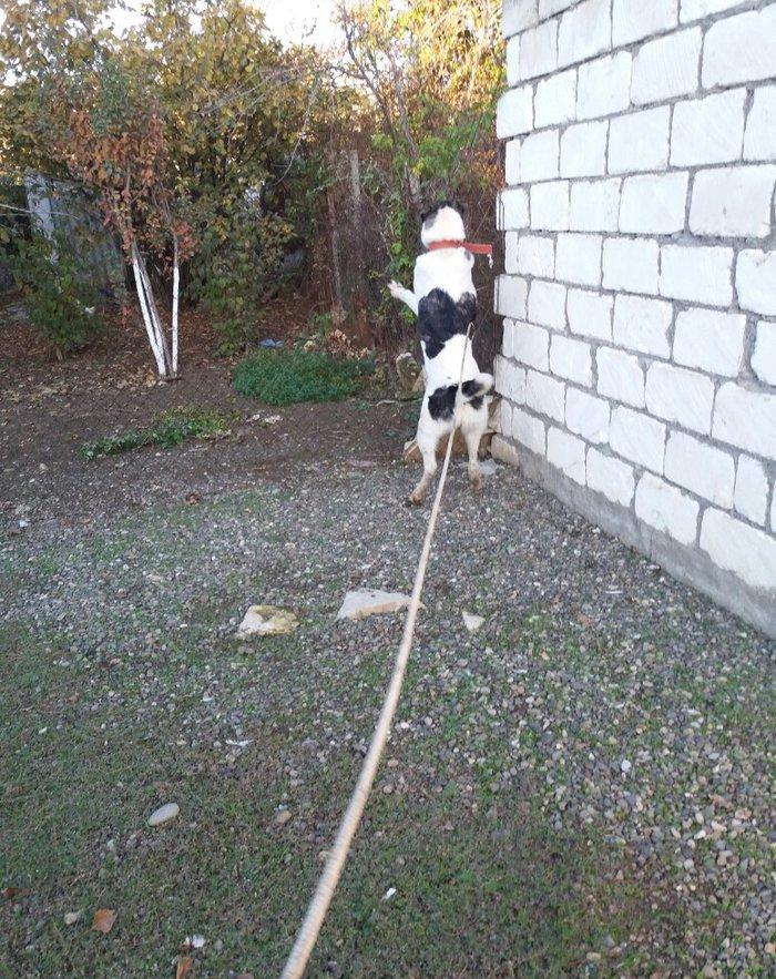 8 aylix kucukdu . Dava gormeyib. 8 ayliqna kimi hele dava gormeyib.Ey