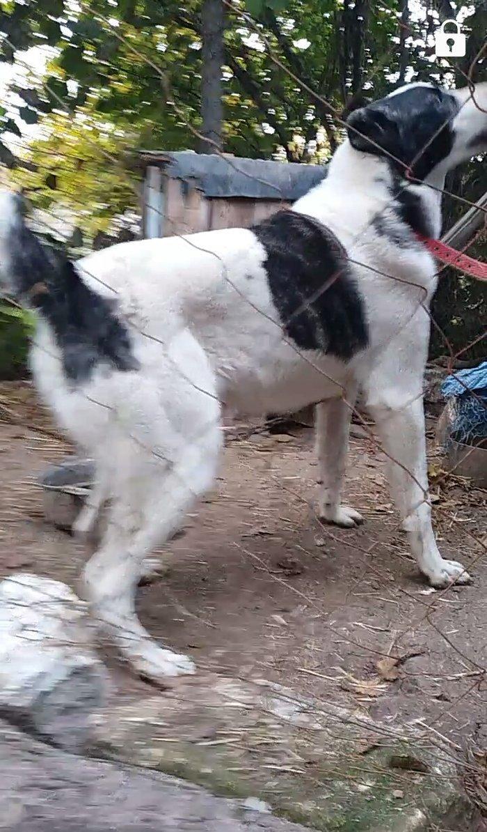 8 aylix kucukdu . Dava gormeyib. 8 ayliqna kimi hele dava gormeyib.Ey