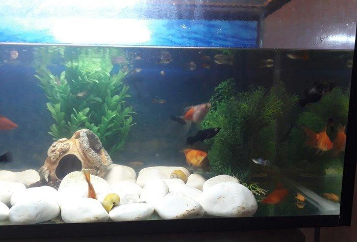 Balilar ve akvarium su qizdirici ve filtre 60 dan yuxari baliq var ela