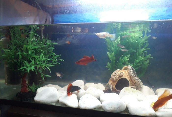 Balilar ve akvarium su qizdirici ve filtre 60 dan yuxari baliq var ela