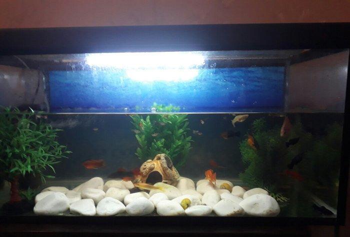 Balilar ve akvarium su qizdirici ve filtre 60 dan yuxari baliq var ela
