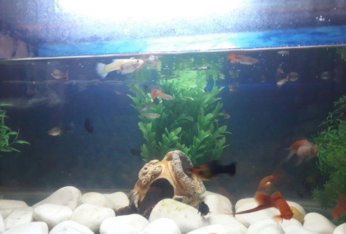 Balilar ve akvarium su qizdirici ve filtre 60 dan yuxari baliq var ela