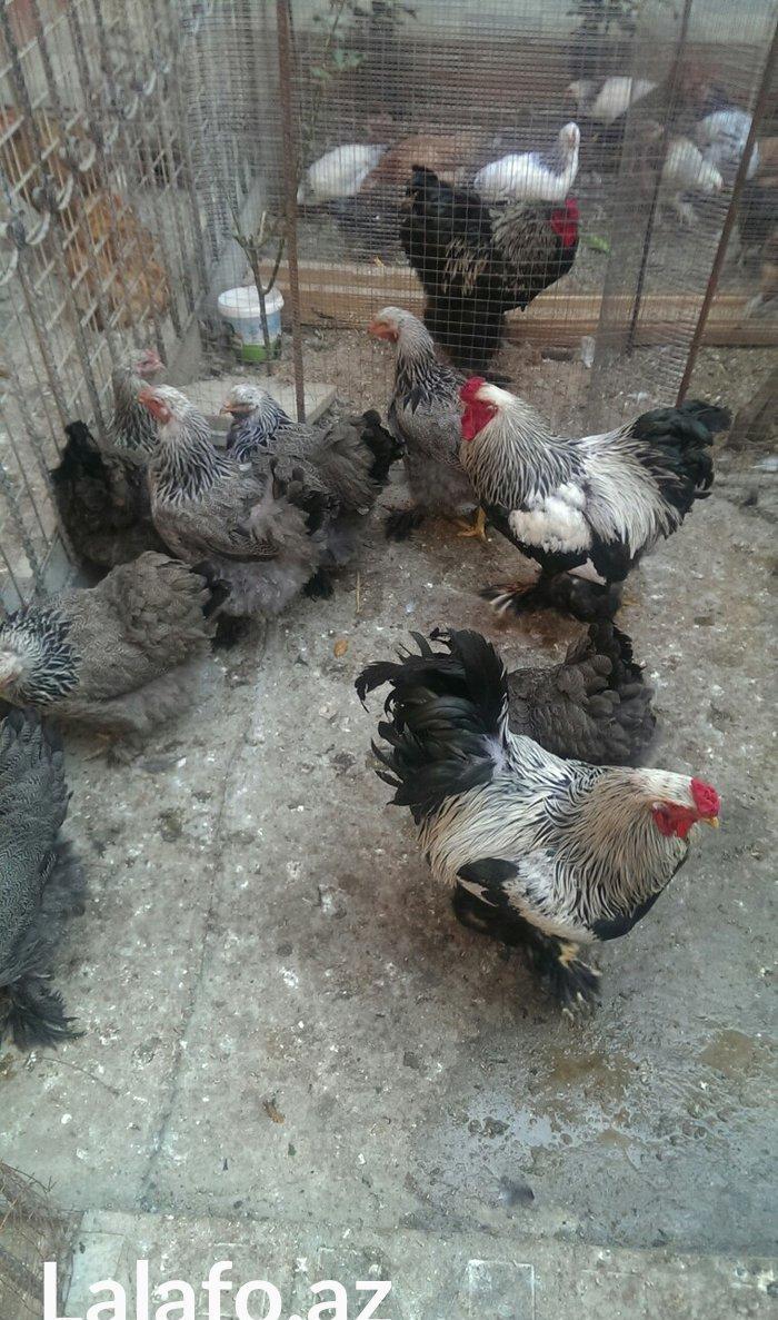 Bram yumurtasi dark ,qold temiz qandan,ne gorursuz sekilde oda cixacaq