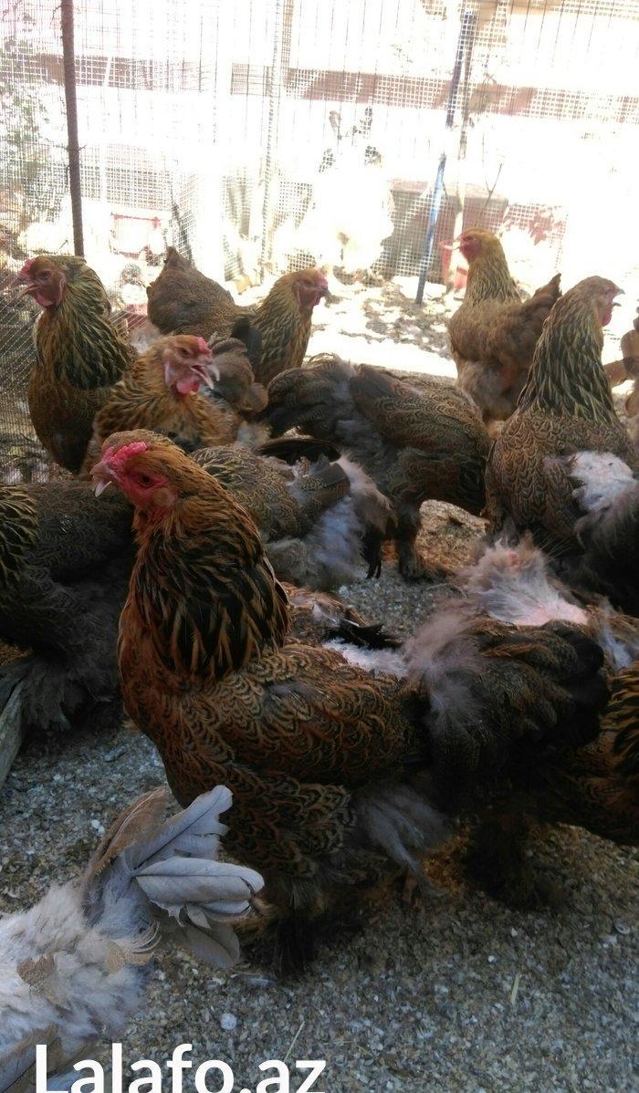 Bram yumurtasi dark ,qold temiz qandan,ne gorursuz sekilde oda cixacaq