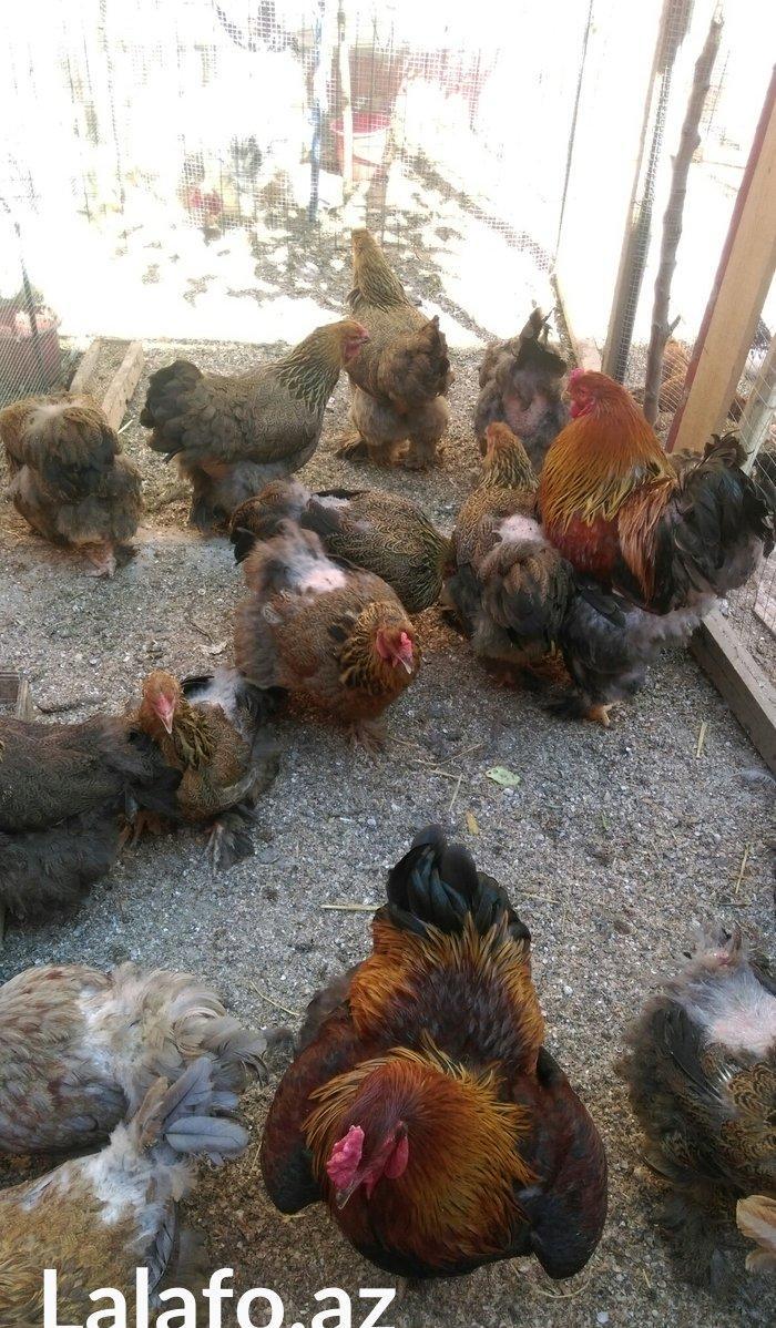 Bram yumurtasi dark ,qold temiz qandan,ne gorursuz sekilde oda cixacaq