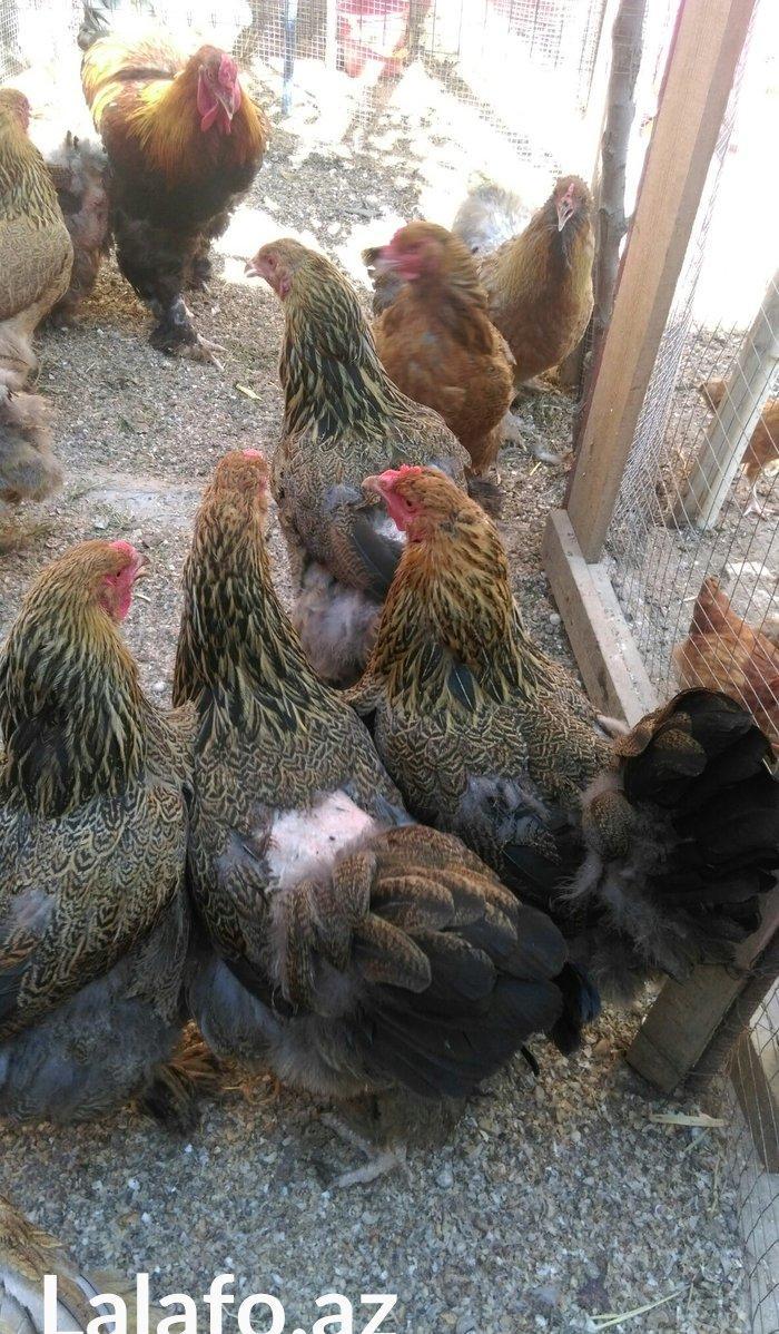 Bram yumurtasi dark ,qold temiz qandan,ne gorursuz sekilde oda cixacaq