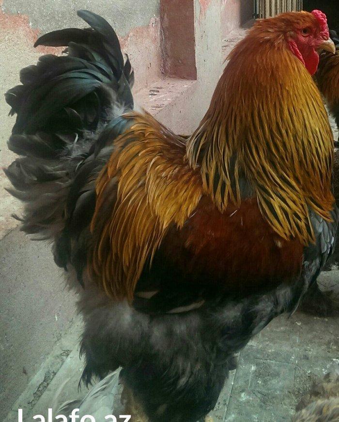 Brama qold ,dark  temiz qan sekilde ne gorursuz oda var cuceleride eyn