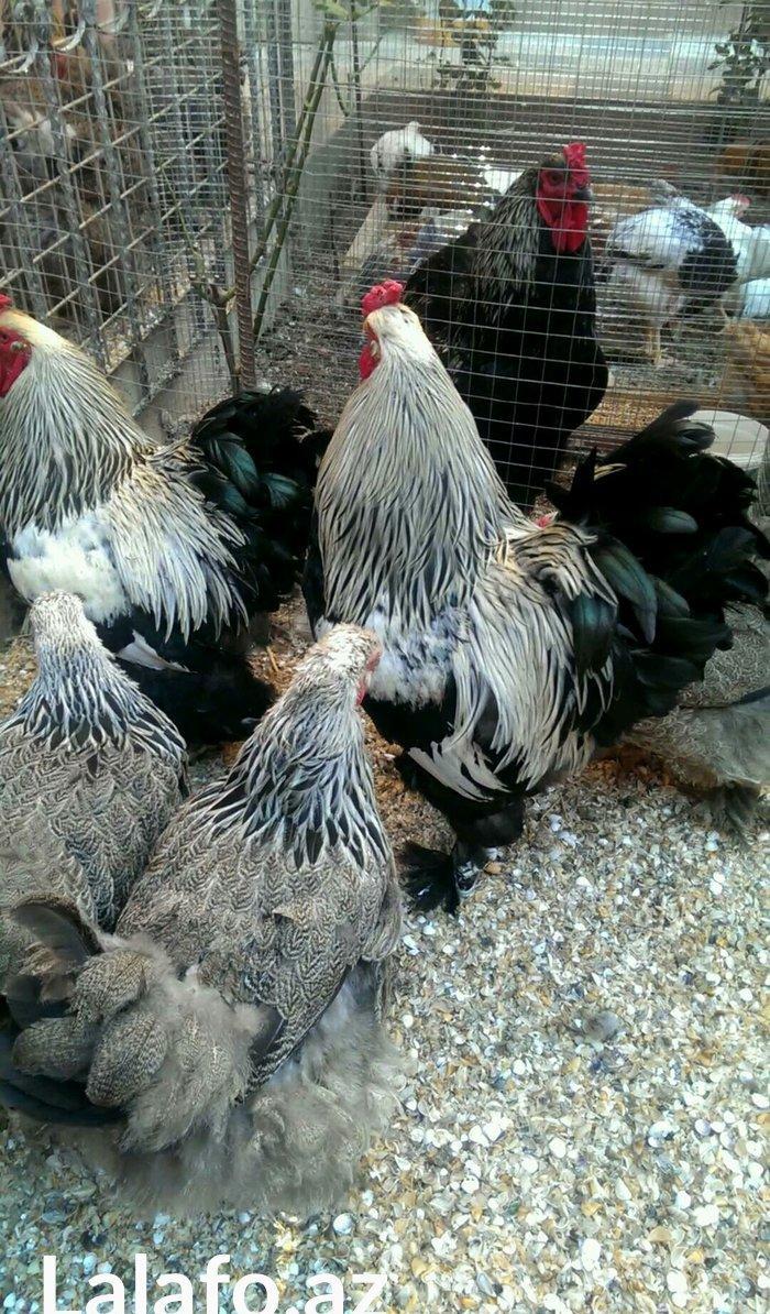 Brama qold ,dark  temiz qan sekilde ne gorursuz oda var cuceleride eyn