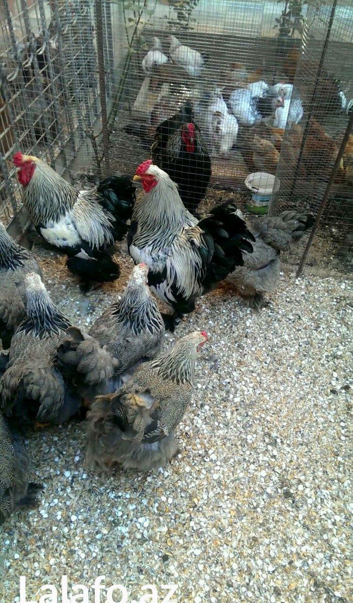 Brama qold ,dark  temiz qan sekilde ne gorursuz oda var cuceleride eyn