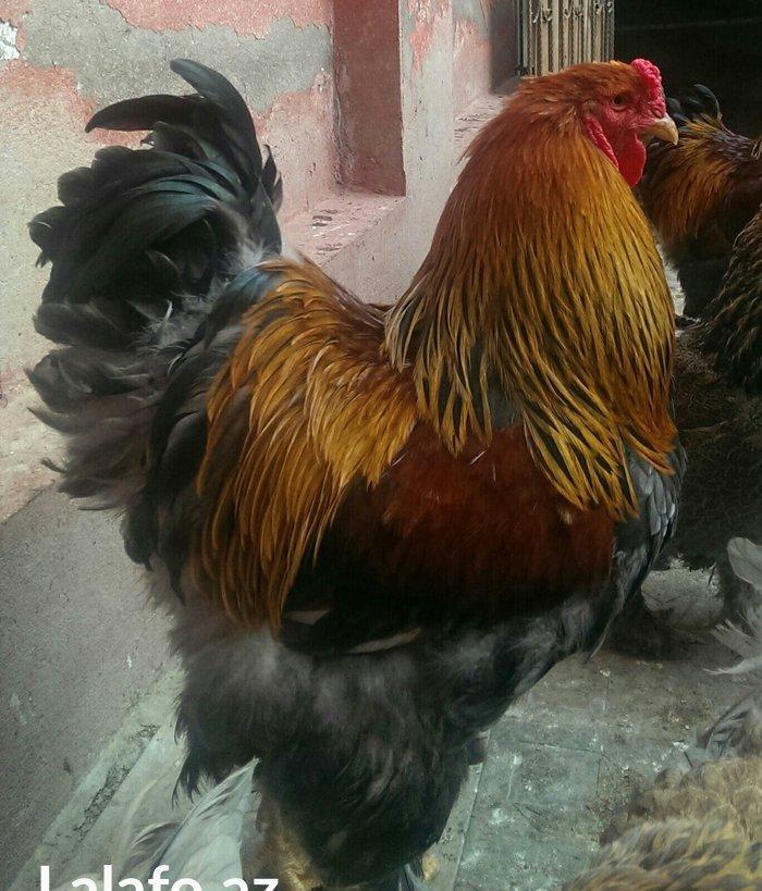 Brama qold ,dark  temiz qan sekilde ne gorursuz oda var cuceleride eyn