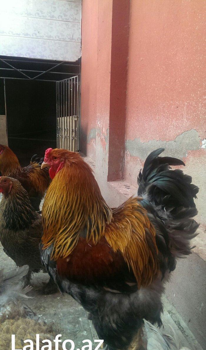 Brama qold ,dark  temiz qan sekilde ne gorursuz oda var cuceleride eyn