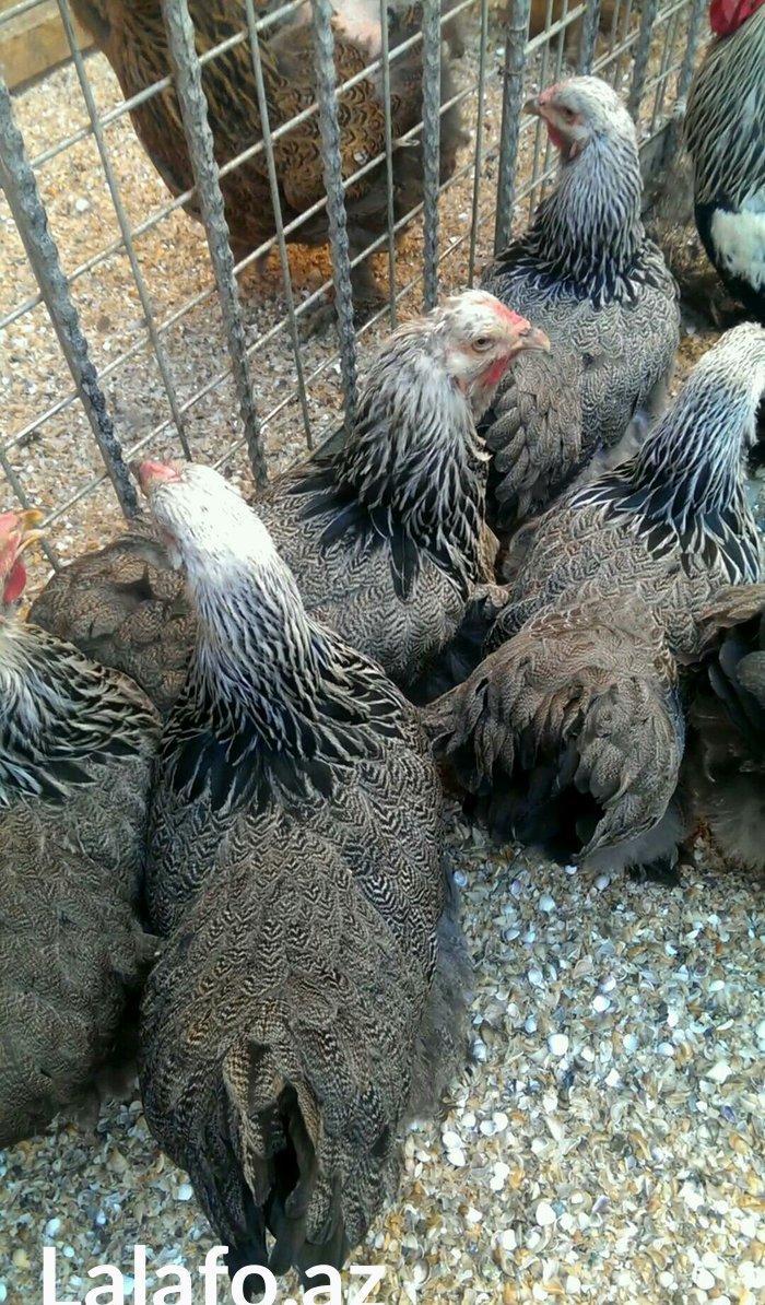 Brama qold ,dark  temiz qan sekilde ne gorursuz oda var cuceleride eyn