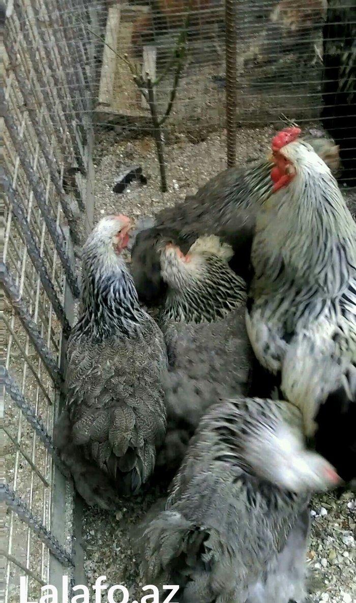 Dark brama yumurtasi temiz qan ,sekilde ne  gorursuz oda var ))