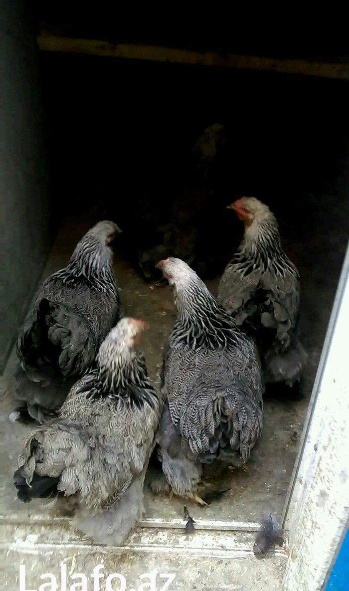 Dark brama yumurtasi temiz qan ,sekilde ne  gorursuz oda var ))