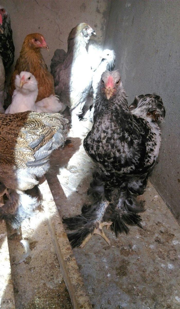 Brama beceleri ve fereleri 6 ayliq tam saqlam .Butun peyvendleri vurul