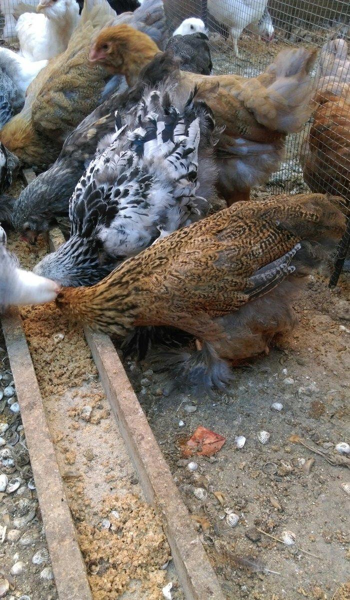 Brama beceleri ve fereleri 6 ayliq tam saqlam .Butun peyvendleri vurul