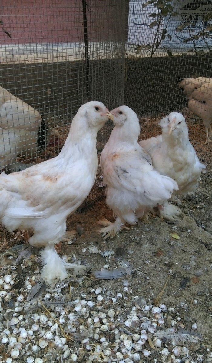 Brama beceleri ve fereleri 6 ayliq tam saqlam .Butun peyvendleri vurul