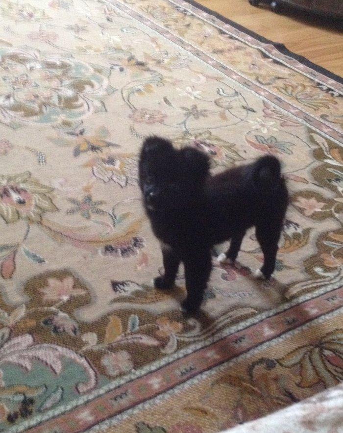 Шпиц. Pomeraniski spic 3 ayliq qizdir med pasportu var butun iyneleri