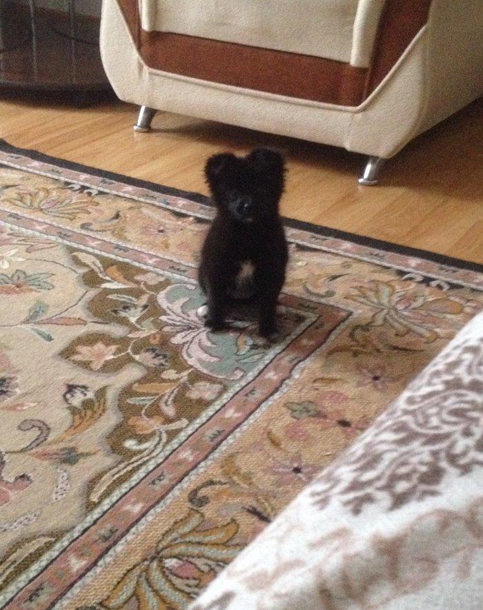 Шпиц. Pomeraniski spic 3 ayliq qizdir med pasportu var butun iyneleri