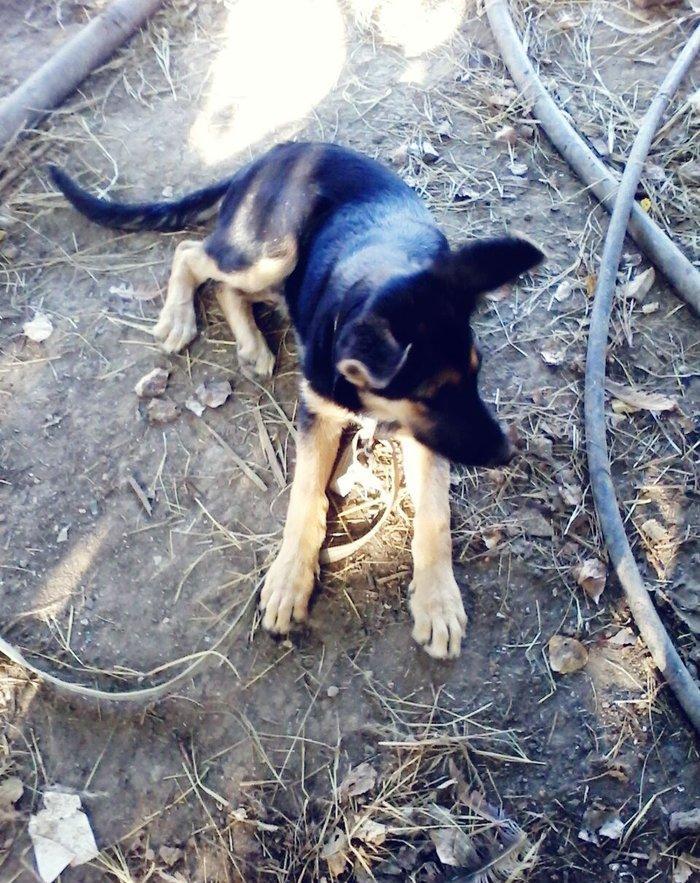 Alman afcarkasi satiram yevropeski temiz itidir dermanlari