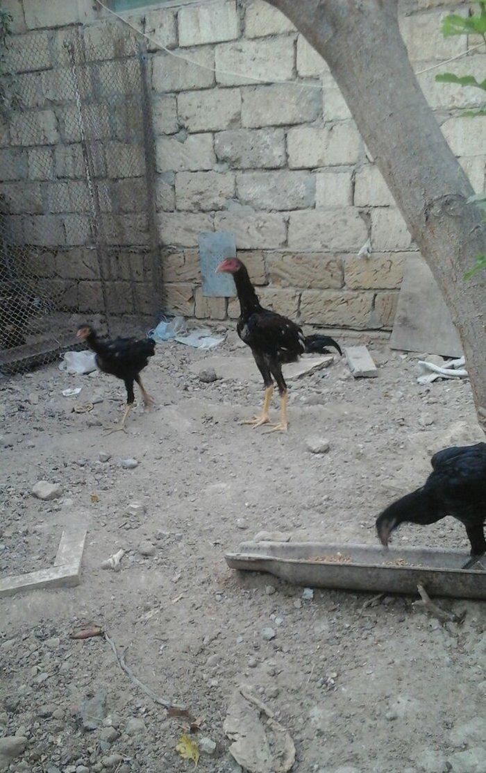 temiz heyratl beceler ve fereler 3. 4 ayllq xoruz ve yumurtlayan ferel