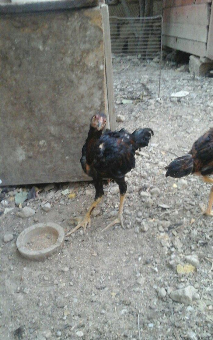 temiz heyratl beceler ve fereler 3. 4 ayllq xoruz ve yumurtlayan ferel