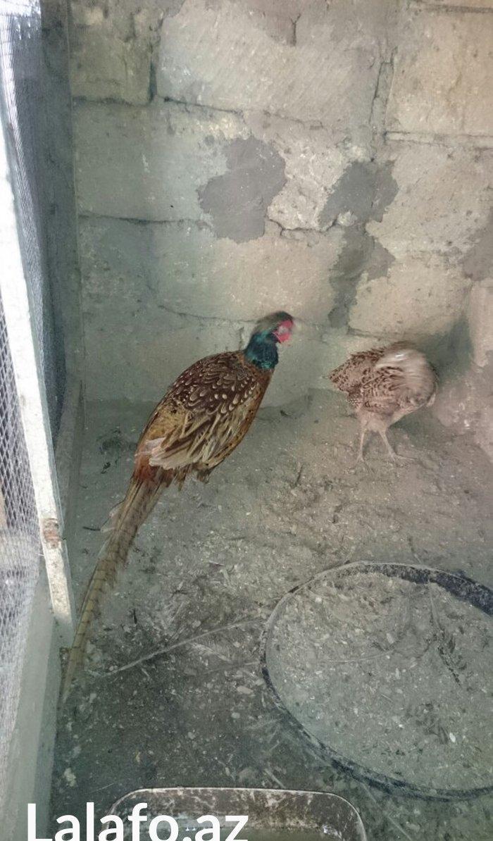 qirqovul satilir hovsanda qaliram saxlamaqa weratim yoxdu ona gore sat