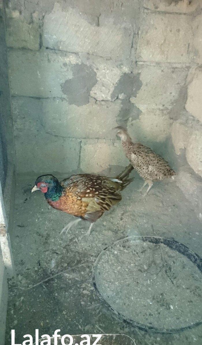 qirqovul satilir hovsanda qaliram saxlamaqa weratim yoxdu ona gore sat