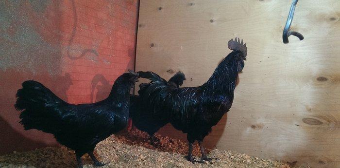 Ayam cemani.  Temiz qandi .2 fere 1 xoruz.fereler yumurtlayir.7 ay 15