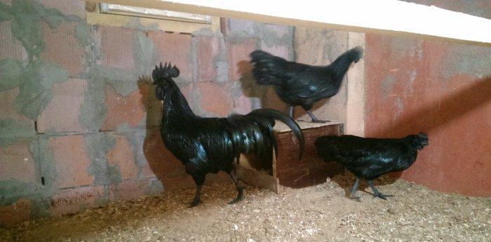 Ayam cemani.  Temiz qandi .2 fere 1 xoruz.fereler yumurtlayir.7 ay 15