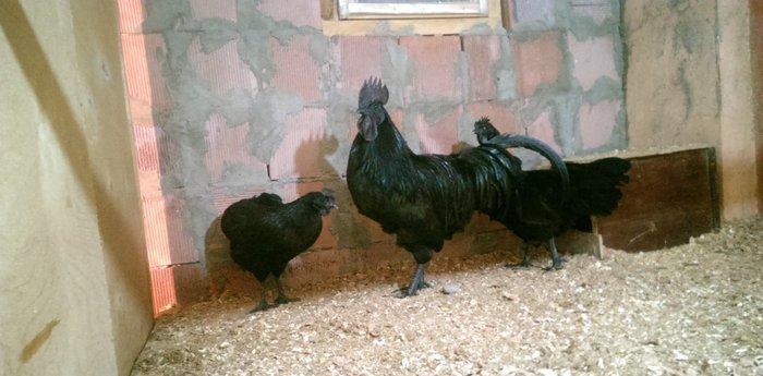 Ayam cemani.  Temiz qandi .2 fere 1 xoruz.fereler yumurtlayir.7 ay 15