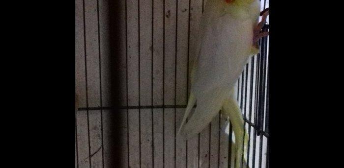 teze yuvadan cixmis aq bala korellalar satilir, elde oturur, den