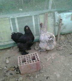 2 toyuq 1 xoruz brama ailesi satilir. Temiz bramalardir sekilde