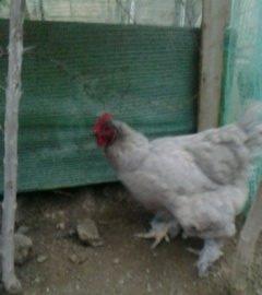 2 toyuq 1 xoruz brama ailesi satilir. Temiz bramalardir sekilde