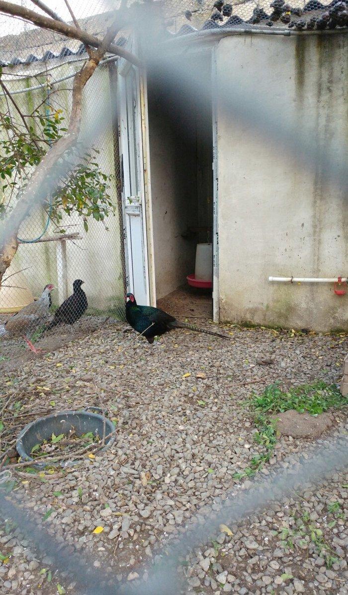 ov qusu, hamisi qirqovul novudu ,saylari az qalib ,ciddi maraqlanan na