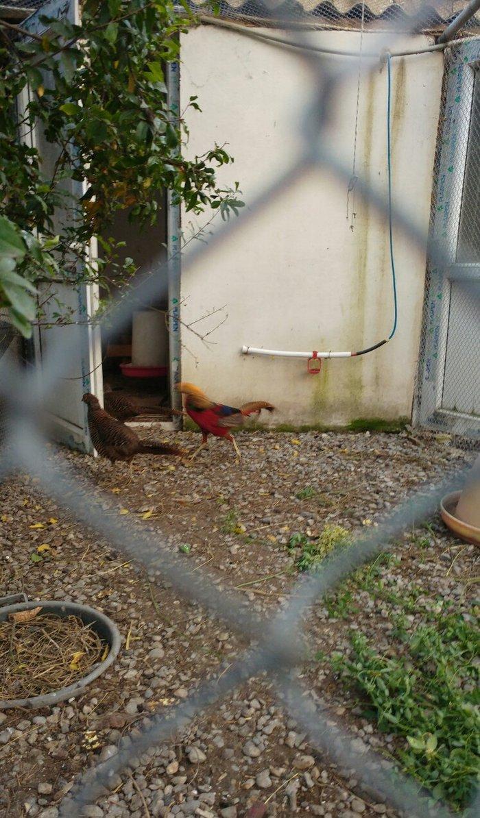 ov qusu, hamisi qirqovul novudu ,saylari az qalib ,ciddi maraqlanan na