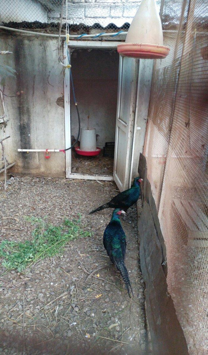 ov qusu, hamisi qirqovul novudu ,saylari az qalib ,ciddi maraqlanan na