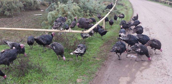 Quw satilir temizlenmiw veziyyetde . Diwi quw 1 kq 13 azn . Erkey quw