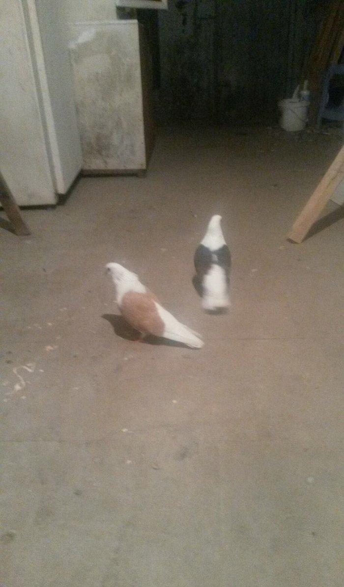 qoşa cəplər qara cəp erkek sarı cəp maya hazır cutdulər cutu 40 azn