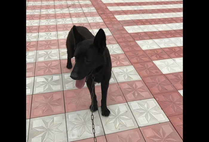 Tecili satilir. Bagda hec kim qalmir ite baxan saxliyan yoxdu ona