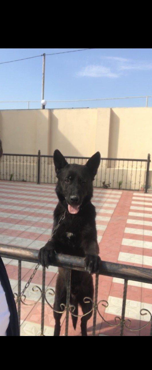 Tecili satilir. Bagda hec kim qalmir ite baxan saxliyan yoxdu ona