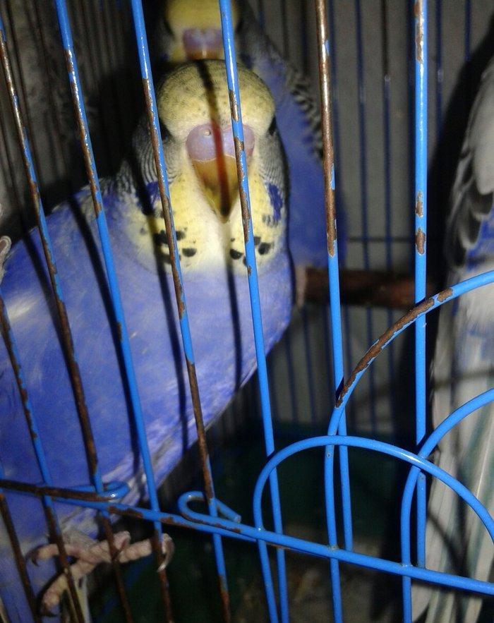 2 aylig erkek cex balalar satilir.yada ag albinos veya lutino sari val