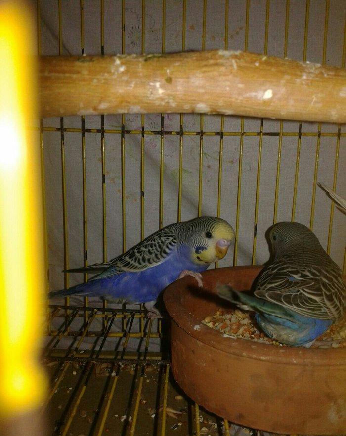 2 aylig erkek cex balalar satilir.yada ag albinos veya lutino sari val