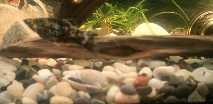 1 cut molinezia satiram, whats app var. Molli.ve ya antitrus ili barte