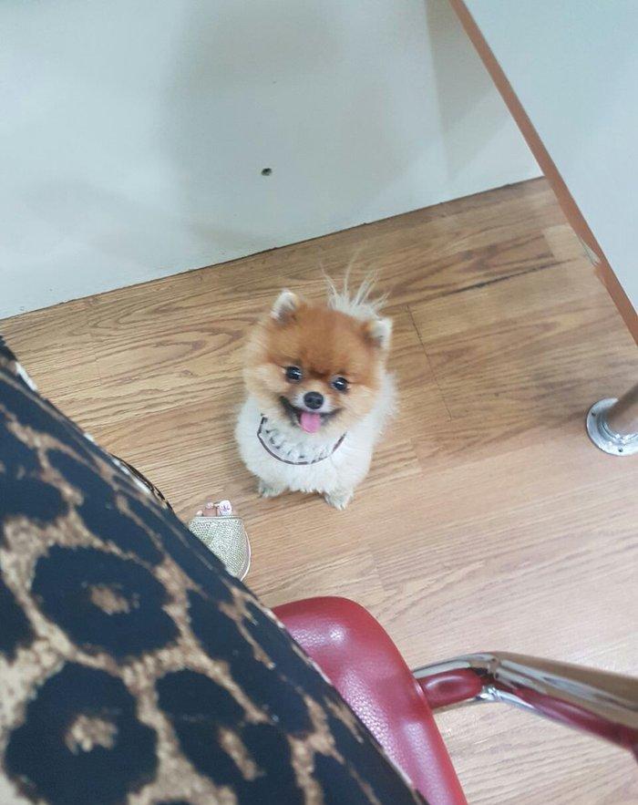 Pameranski spis 2 yas erkekdi.Hem Rusiya hem Turkiye pasportlari var.V