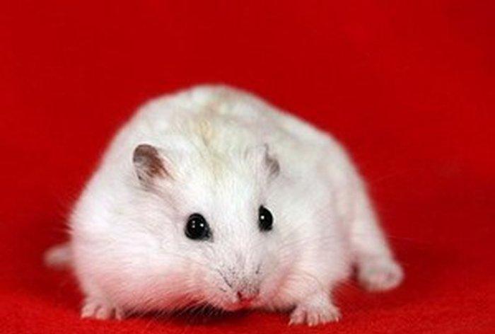 В наличие есть чисто белые джунгарики ручные без зараха хороший