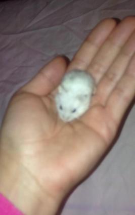 Джунгарский хомяк белого цвета до 16 апереля всего лишь 5 манат пара т